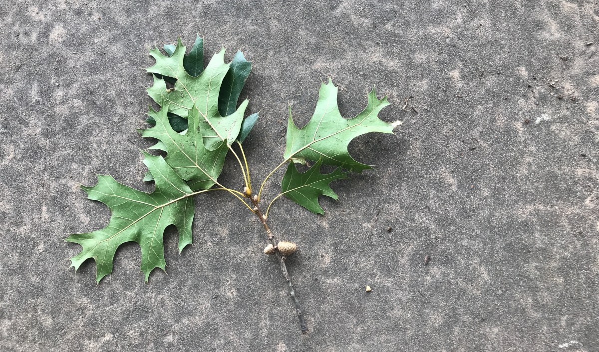 Creatures of Comfort